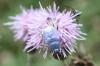 Hoplia coerulea